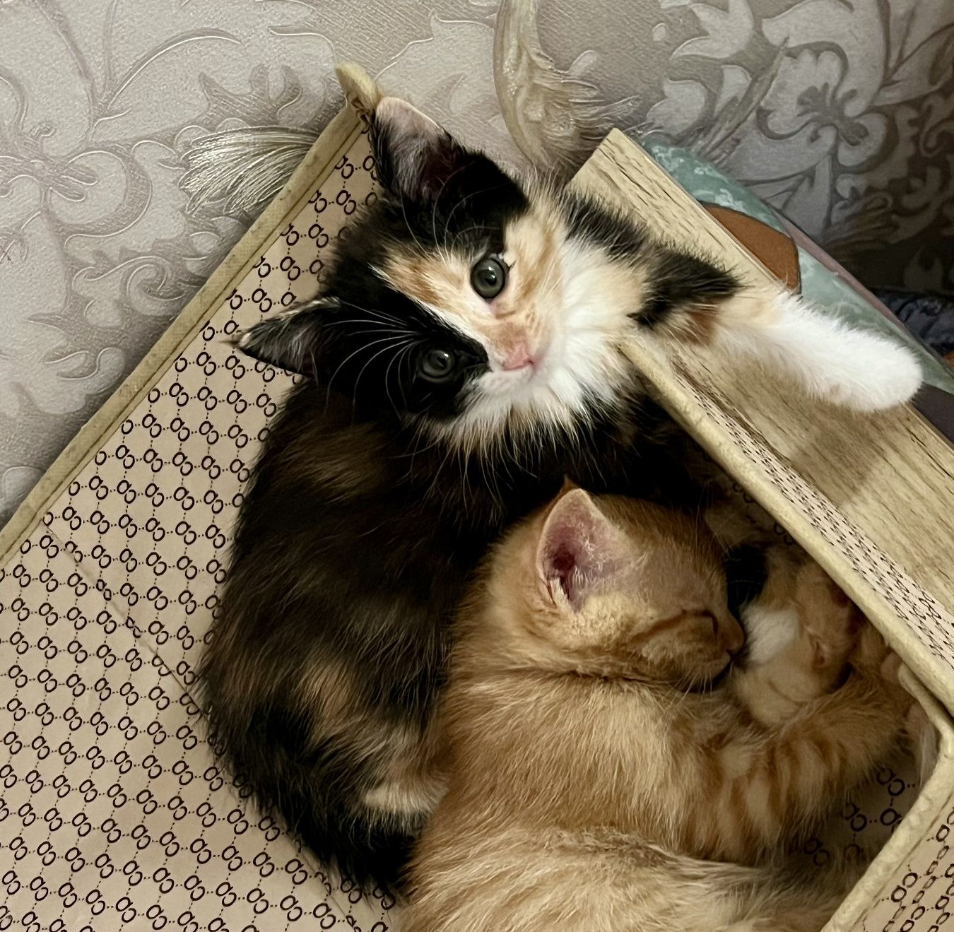 Отдам за добрые руки