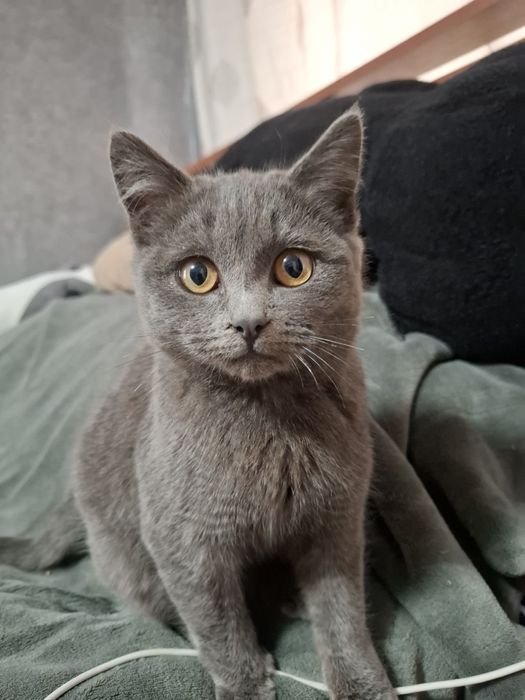 Продам Британскую кошку