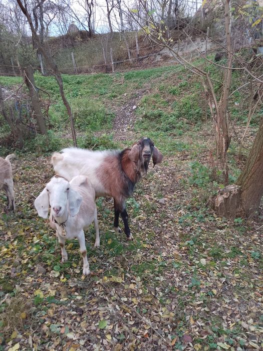 Țap anglo nubian fara coarne genetic