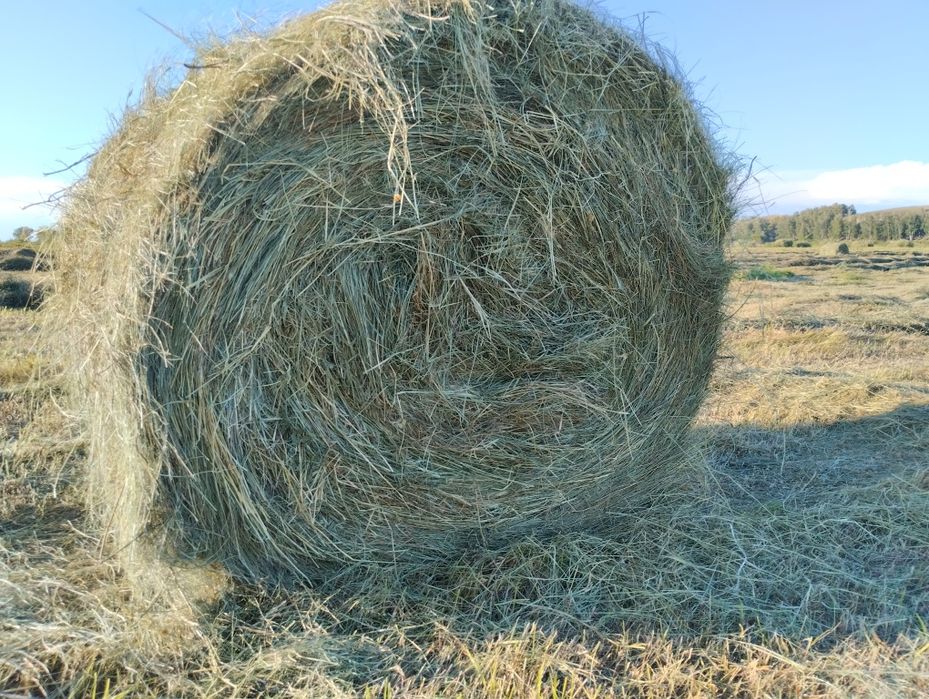 Сено луговое высшего качества рулон зоо кг