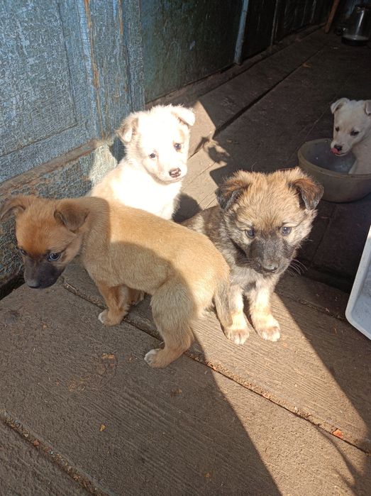 отдам щенят щенят