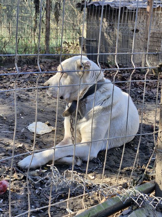 Ciobanesc de asia centrala