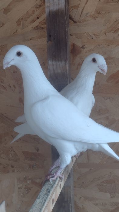 Cocoși,găini , porumbei,fazani.