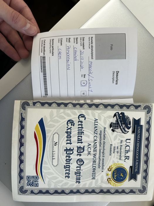 fetiță Pomeranian cu pedigree.