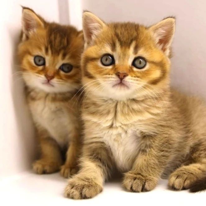 Бриташки очаровашки продаются в надёжные ответственные руки