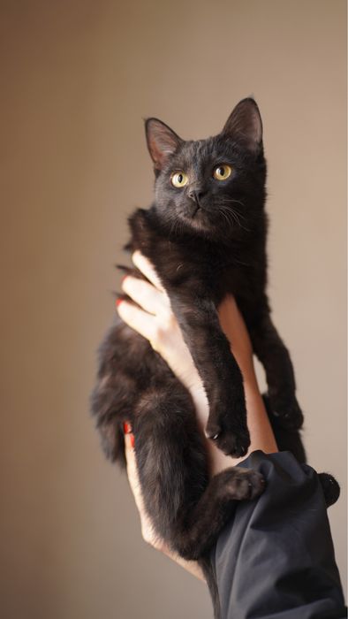 Котенок девочка в поисках дома! Ташкент