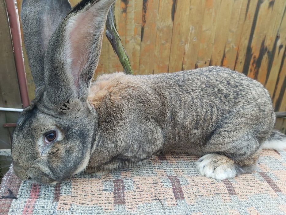 Vând iepuri Uriaș German