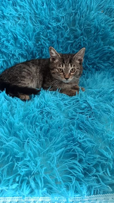 Ласковые ,игривые пареньки и девули