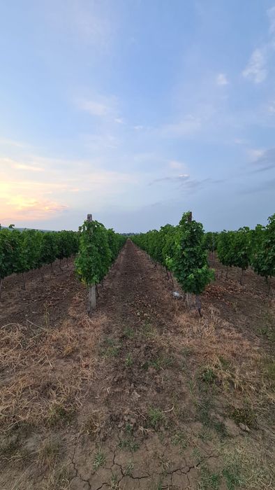 Vand vie in zona Carliglele/ Dalhauti