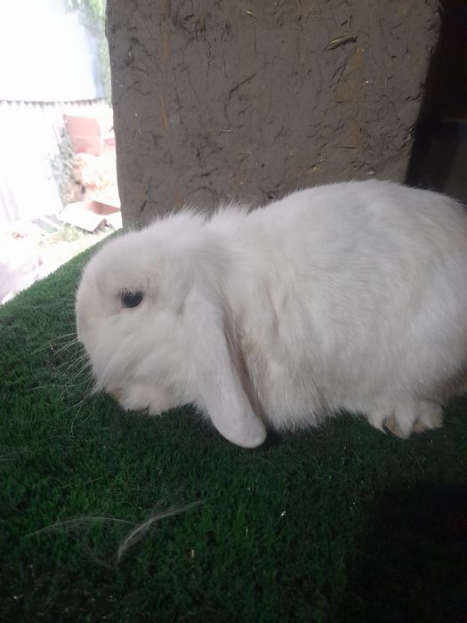 Декаратив тайор Эркаг зот олишга Калифорнии и баран карлик тоза зотла