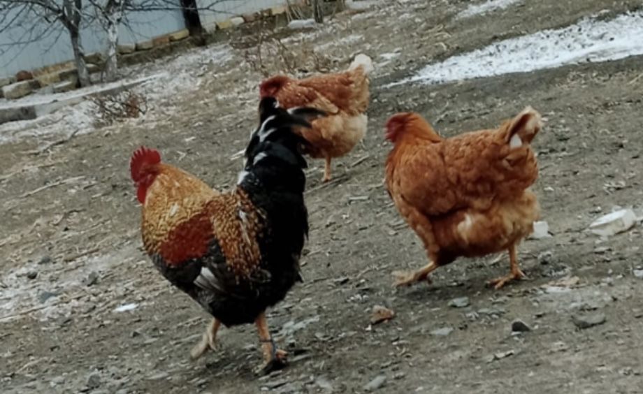 Куры, тауык атеш сатылады