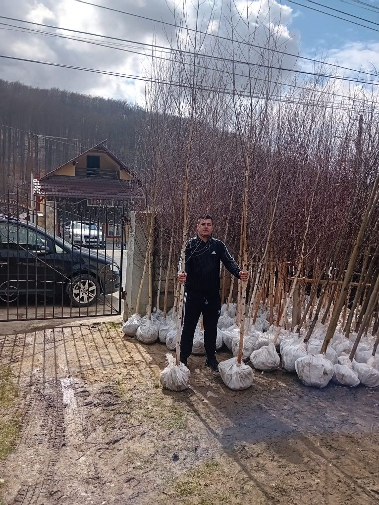 Vând mesteacăn alb ornamental