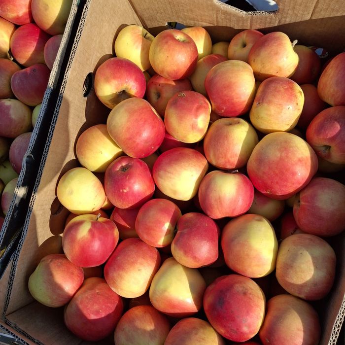 Vând mere producție 2025