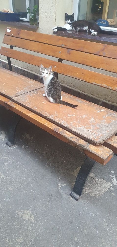 Pisica  blândă hranita bine