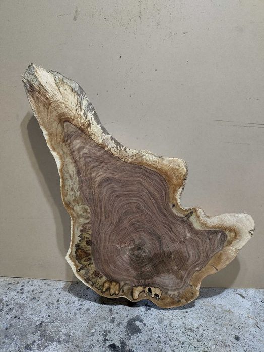 Rondele rădăcină de stejar/ felii rădăcină stejar