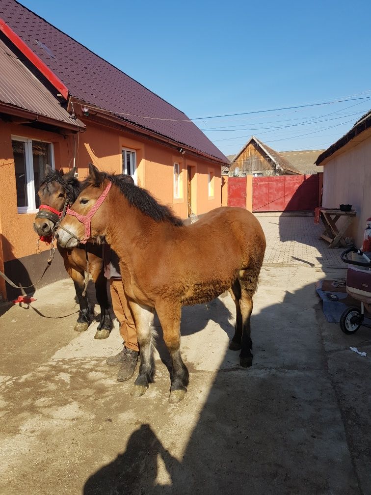 Vand doua mânze surori