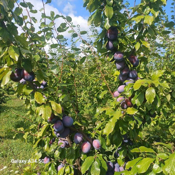 Prune  mari de consum