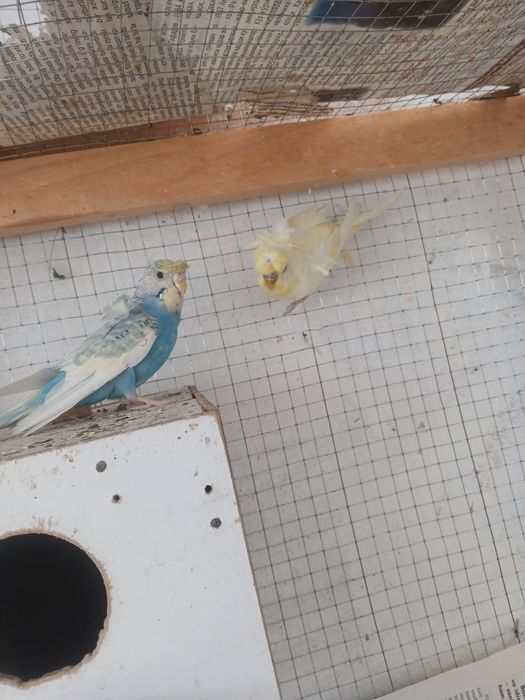 3 para babichka sotiladi soglom tayyor paralar parasi 500 ming