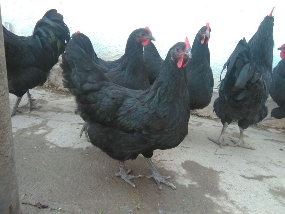 Кора Шахзода товук ва хурозпари сотилади.