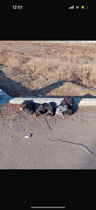 щенки в добрые руки