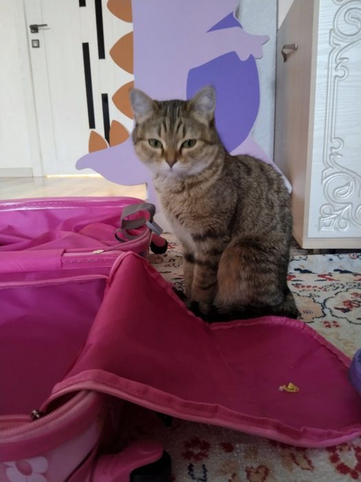 Кошка в хорошие руки