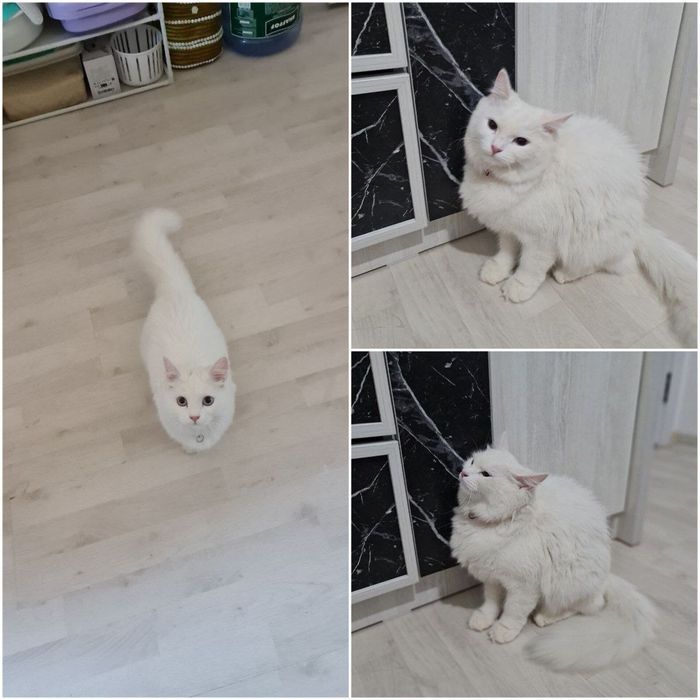 Tureskiy angora. 1 yosh