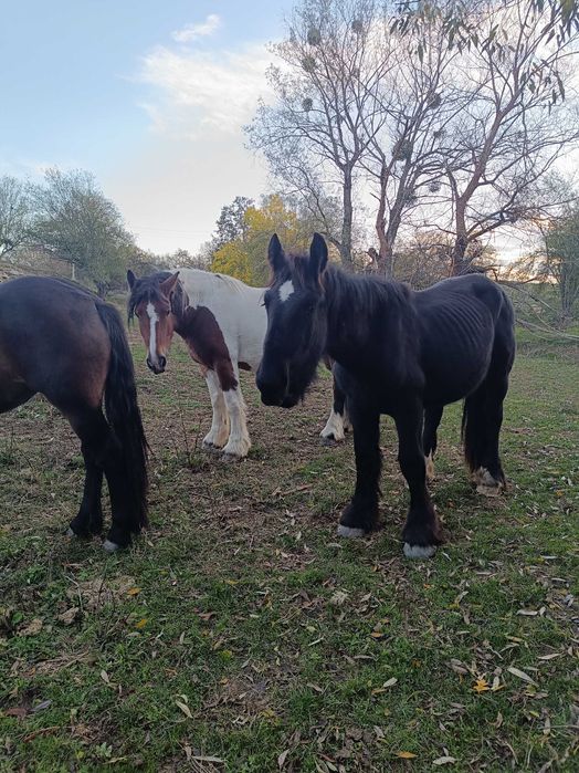 Продавам коне от породите Тинкер и Белгийски тежковоз