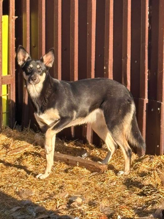 Удивительная красота ищет дом