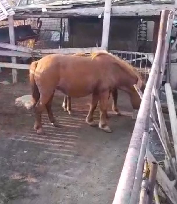 Биелер сатылымда