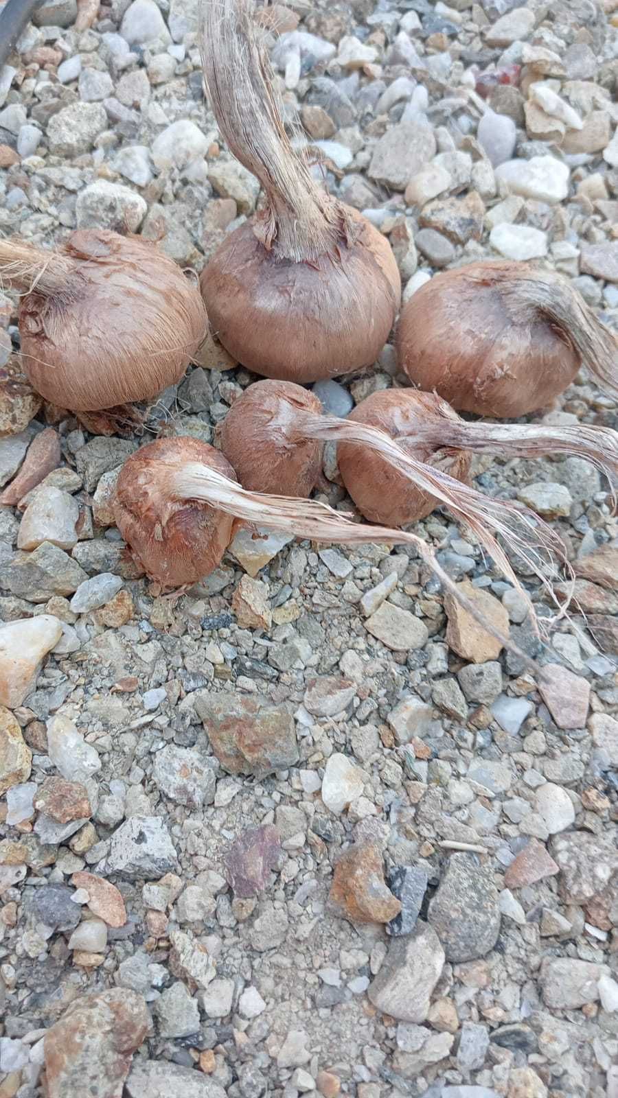 Bulbi de sofran de vanzare .Bulbi de sofran