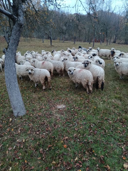 Vând oi rasa țurcană