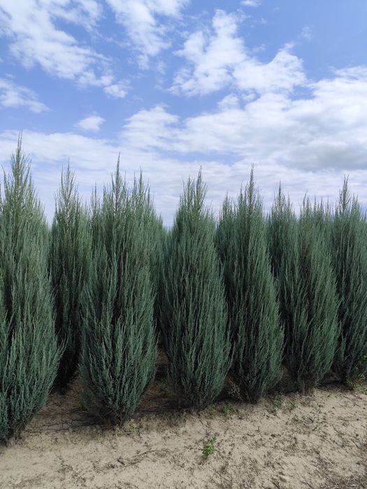 Ели сосны Мажевельник посадка газон Автополив