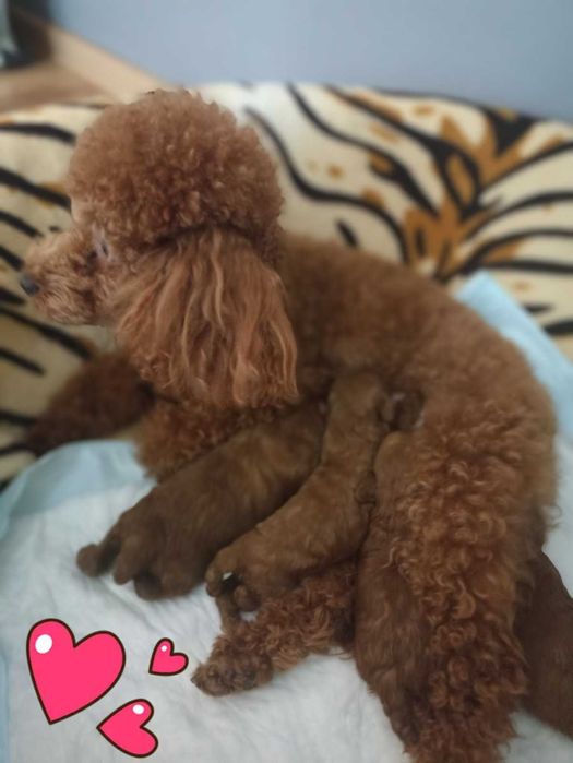 Пудел Той.                    .