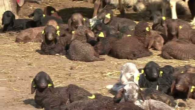 Exploatatie animale  miei si   oi carabase,  - OCAZIE