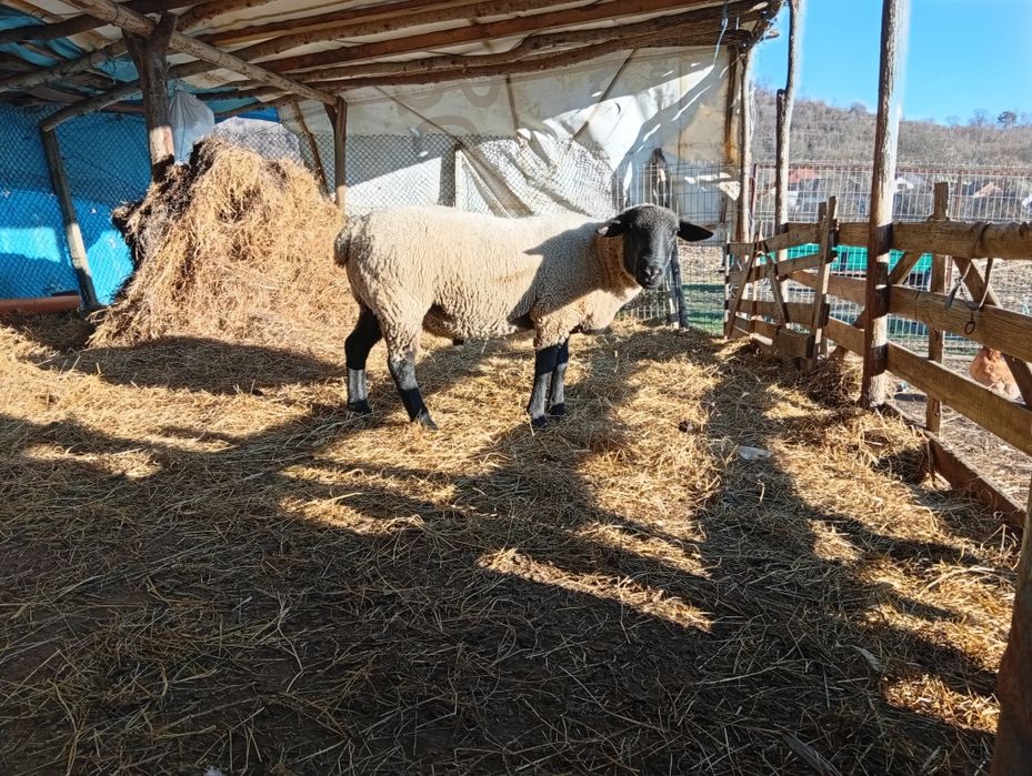 Vând berbec suffolk