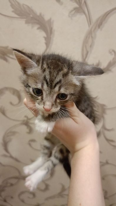 Отдам в добрые руки