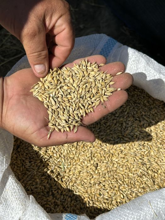 Vand Orzoaica 2025 productie bio