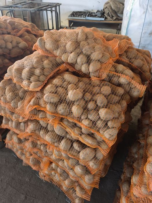 Cartofi consum alb / Rosu la 10 kg cusut egalizat
