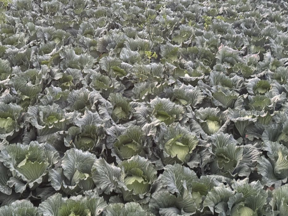 Varză pentru murat gunma .