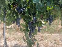 Producător vând struguri pentru vin din podgoria Cotești