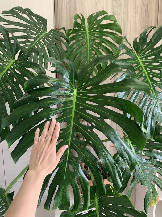 Монстера для дома и офиса