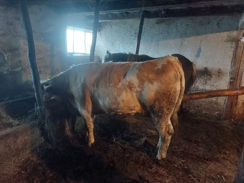 Vând jurinca de 1,7 luni