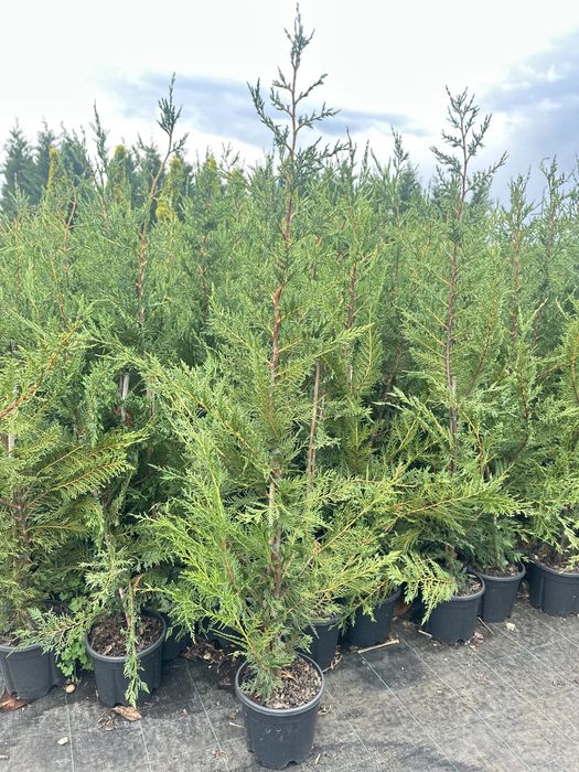 Leylandii pentru gard viu  de la 13 lei 70-80 cm pana la 2,5  m .