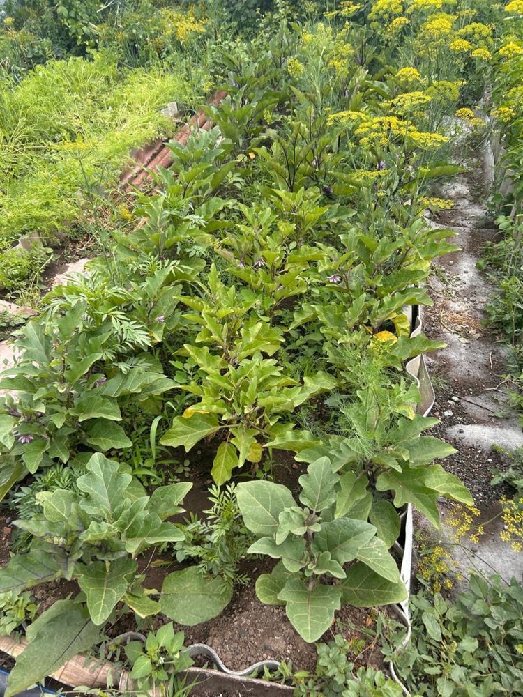Продается дача Горняк (БАМ)