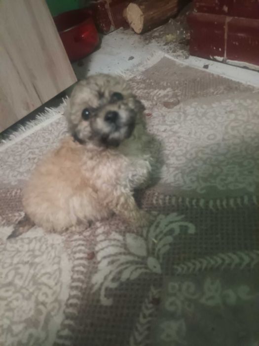 Vand pui baiat 6 săptămâni