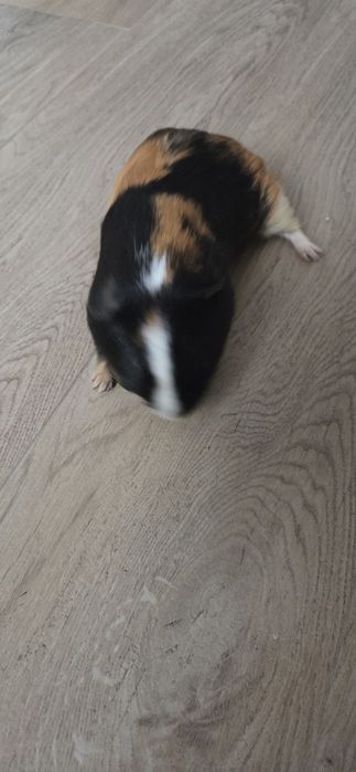 Vând 3 porcuşori de guineea