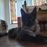 Pisica Maine Coon
