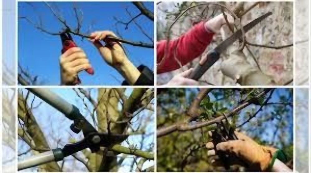 Обрезка плодовых деревьев