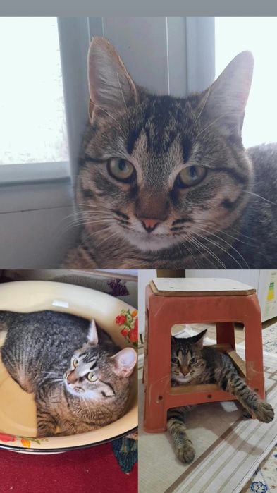 Отдам хорошие руки