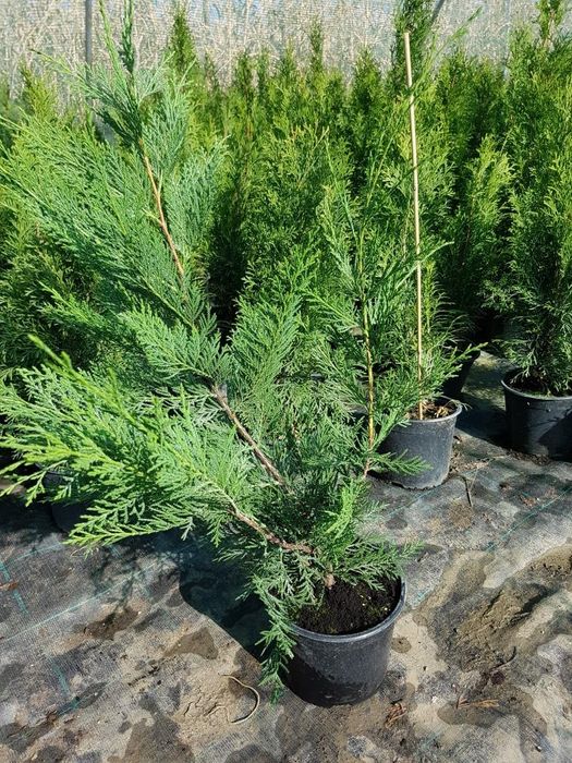 Leylandii 50-60cm cm pentru gard viu si Tuia Smaragd